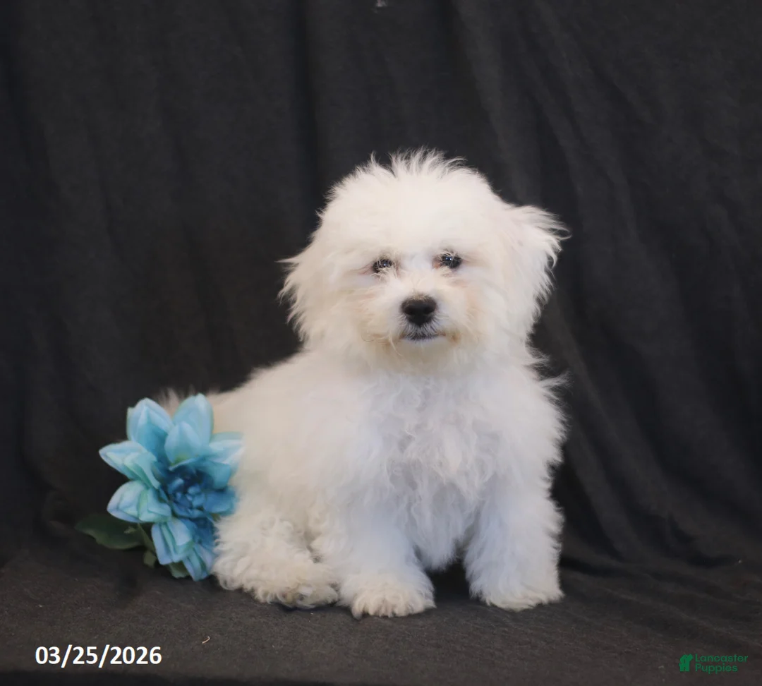 Bichon Frise dogs for sale: Brad  - Ad 1