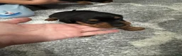 Miniature Dachshund dogs for sale: Miniature Dachshund 3 - Ad 3