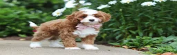 Cavapoo dogs for sale: Precious - Ad 9