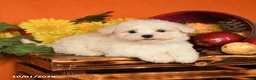 Maltese dogs for sale: Oscar - Ad 5