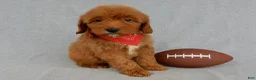 Mini Goldendoodle dogs for sale: Grant-MEDIUM - Ad 6