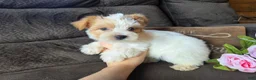 Yorkshire Terrier dogs for sale: Bunny - Ad 4