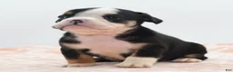 Mixed Breed dogs for sale: Princess  - Ad 24