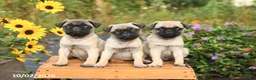 Pug dogs for sale: Nick  - Ad 5