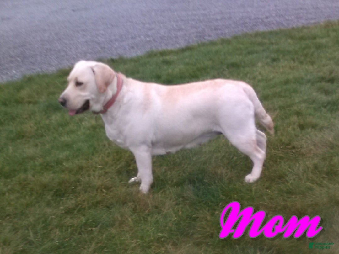 Labrador Retriever dogs for sale: Ribsy - Ad 9