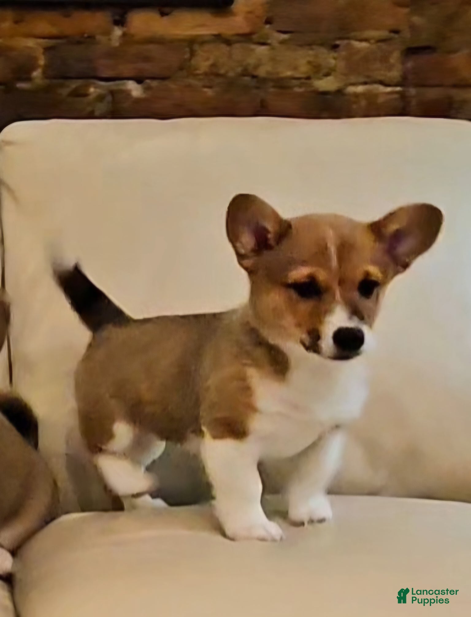 Mixed Breed dogs Paloma - Ad 16