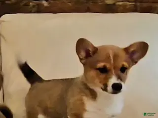 Mixed Breed dogs Paloma - Ad 16