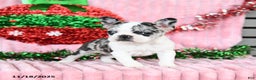 Frenchton dogs for sale: Bingo - Ad 4