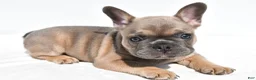 French Bulldog dogs for sale: Zane - Ad 5