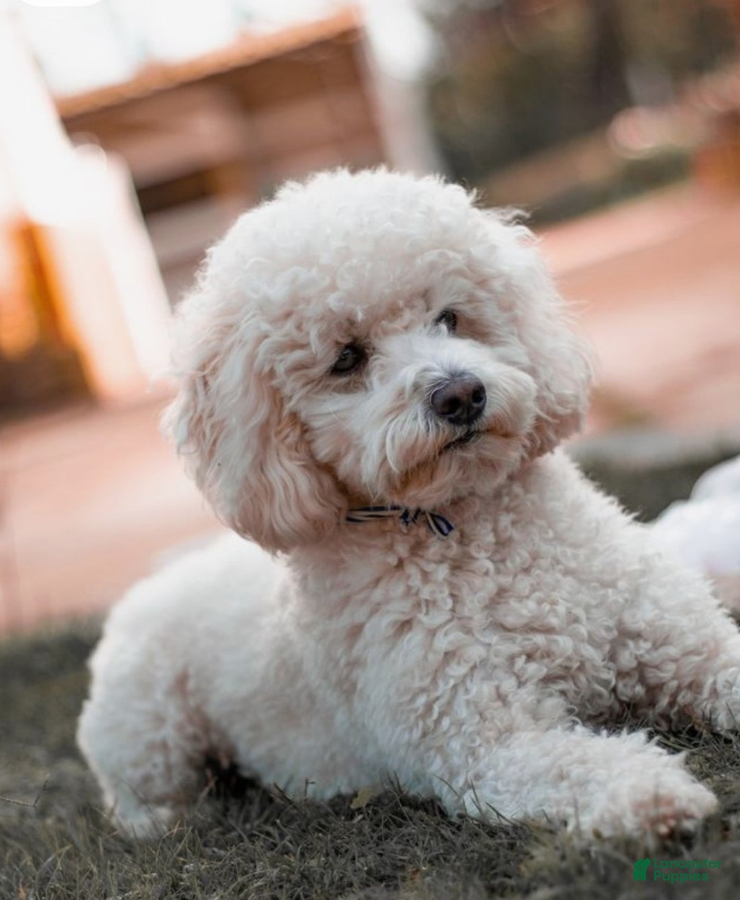 Jackapoo dogs for sale: Rocky - Ad 5