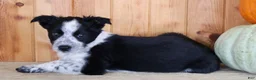 Mixed Breed dogs for sale: Betty - Ad 5