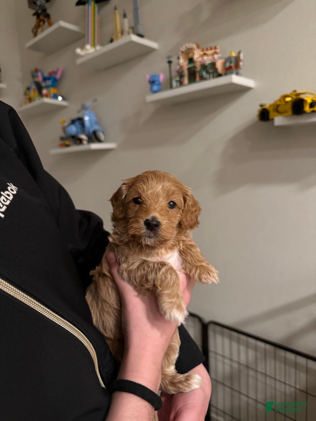 Maltipoo dogs for sale: Maltipoo Puppy 2 - Ad 4