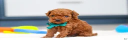 Toy Poodle dogs for sale: Turner - Ad 2