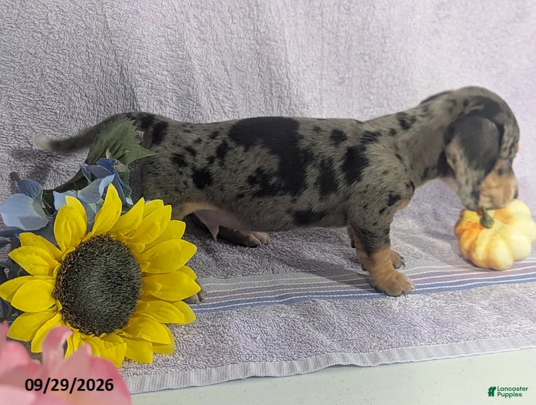 Dachshund dogs for sale: Larry Short - Ad 6