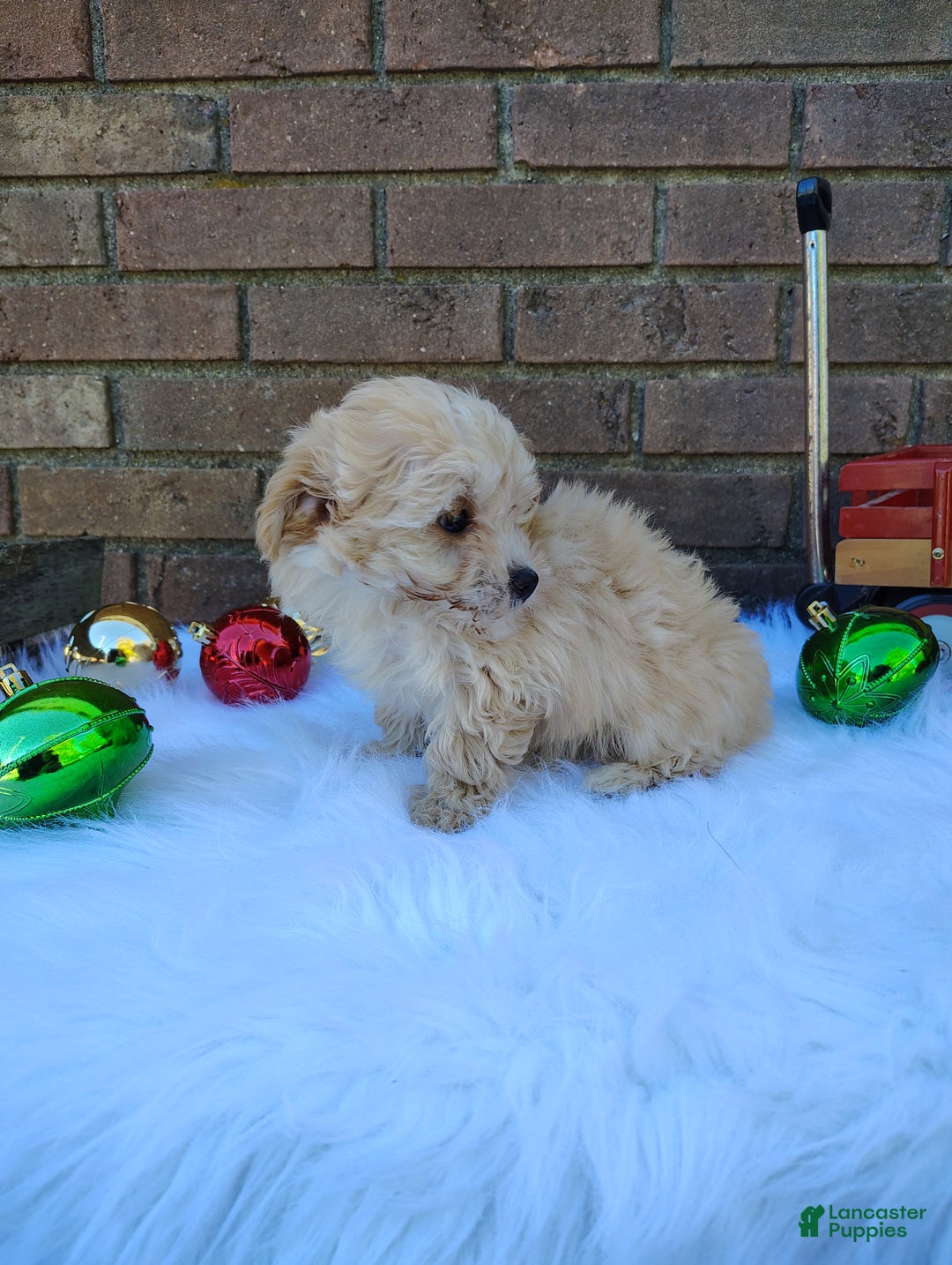 Chipoo dogs for sale: Nena - Ad 6
