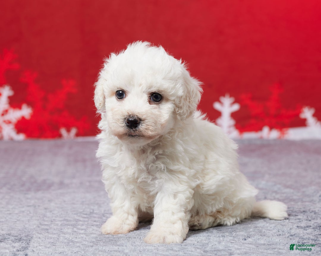 Bichon Frise dogs for sale: Frank - Ad 2