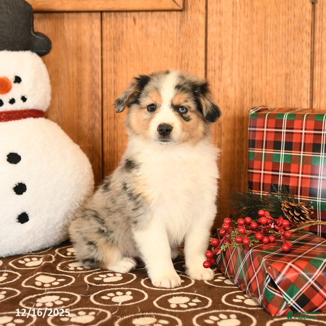Miniature Australian Shepherd dogs for sale: Jupiter - Ad 3
