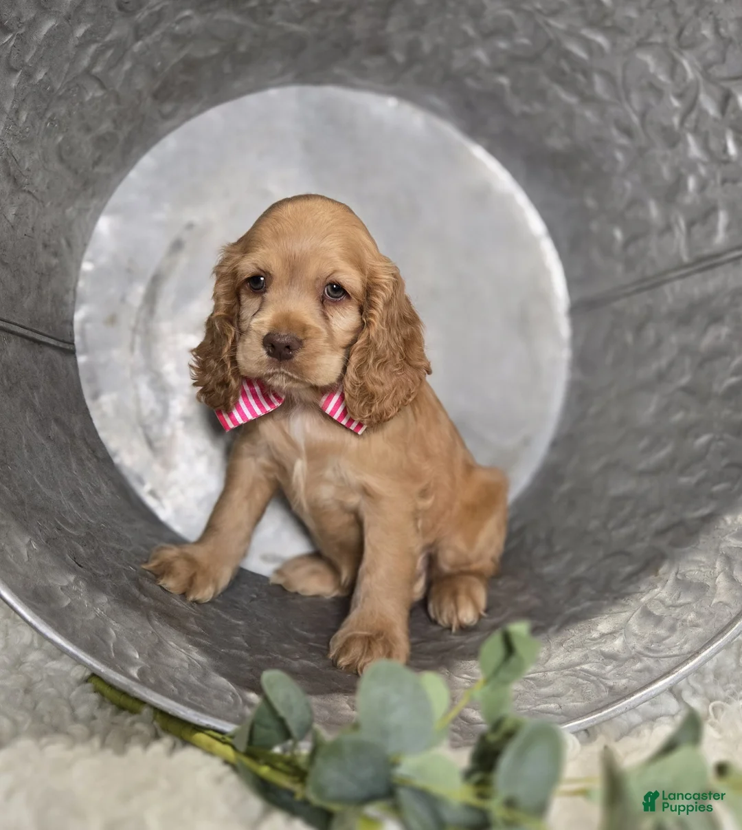 Cocker Spaniel dogs for sale: Jamima - Ad 2