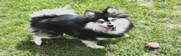 Pomsky dogs for stud: Stud service mini pomsky - Ad 1