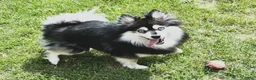 Pomsky dogs for stud: Stud service mini pomsky - Ad 1