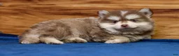 Pomsky dogs for sale: Prince - Ad 8