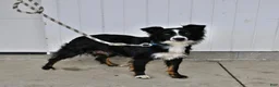 Australian Shepherd dogs for sale: Trooper - Ad 4
