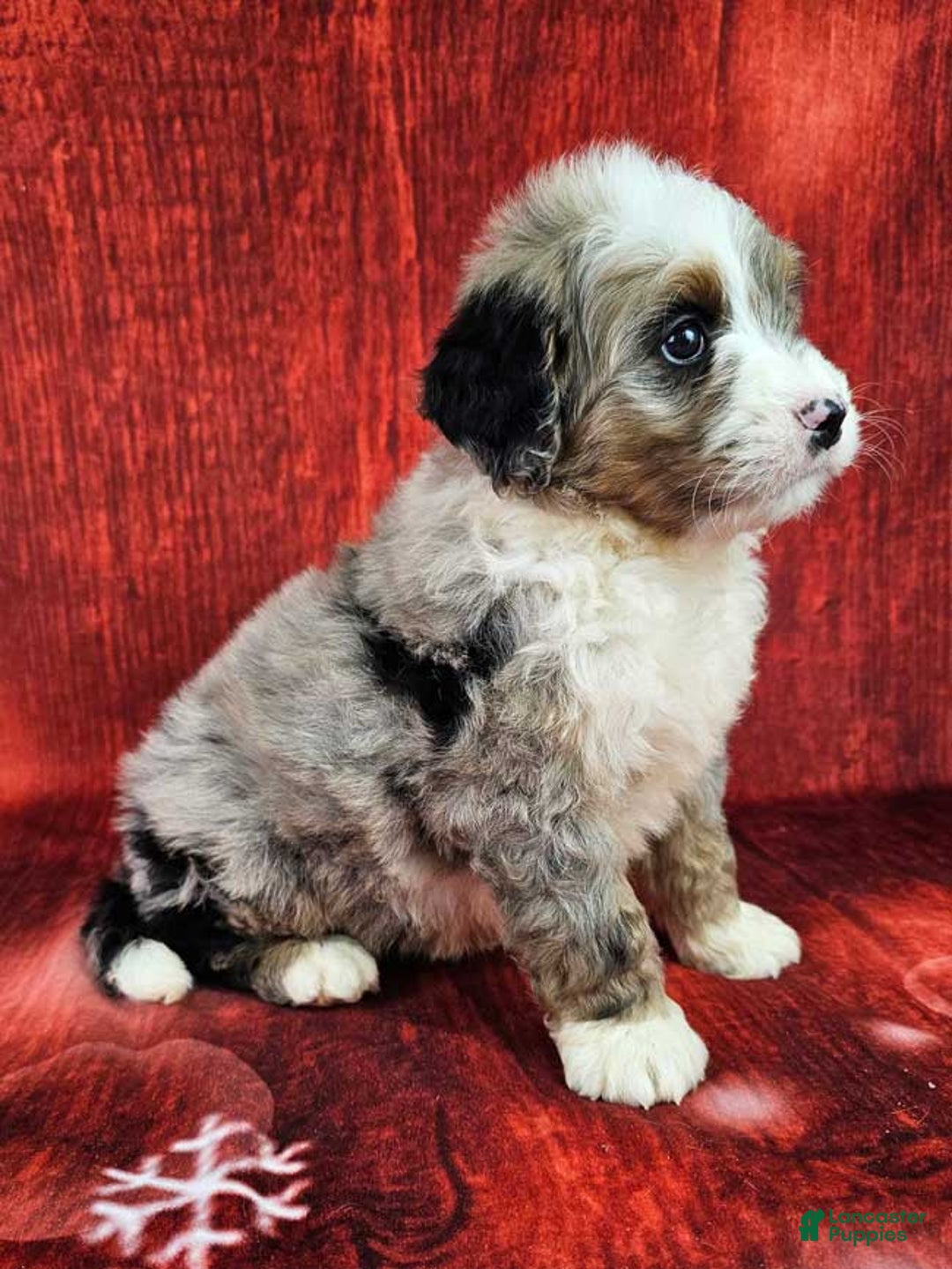 Mini Bernedoodle dogs for sale: Huckleberry - Ad 2