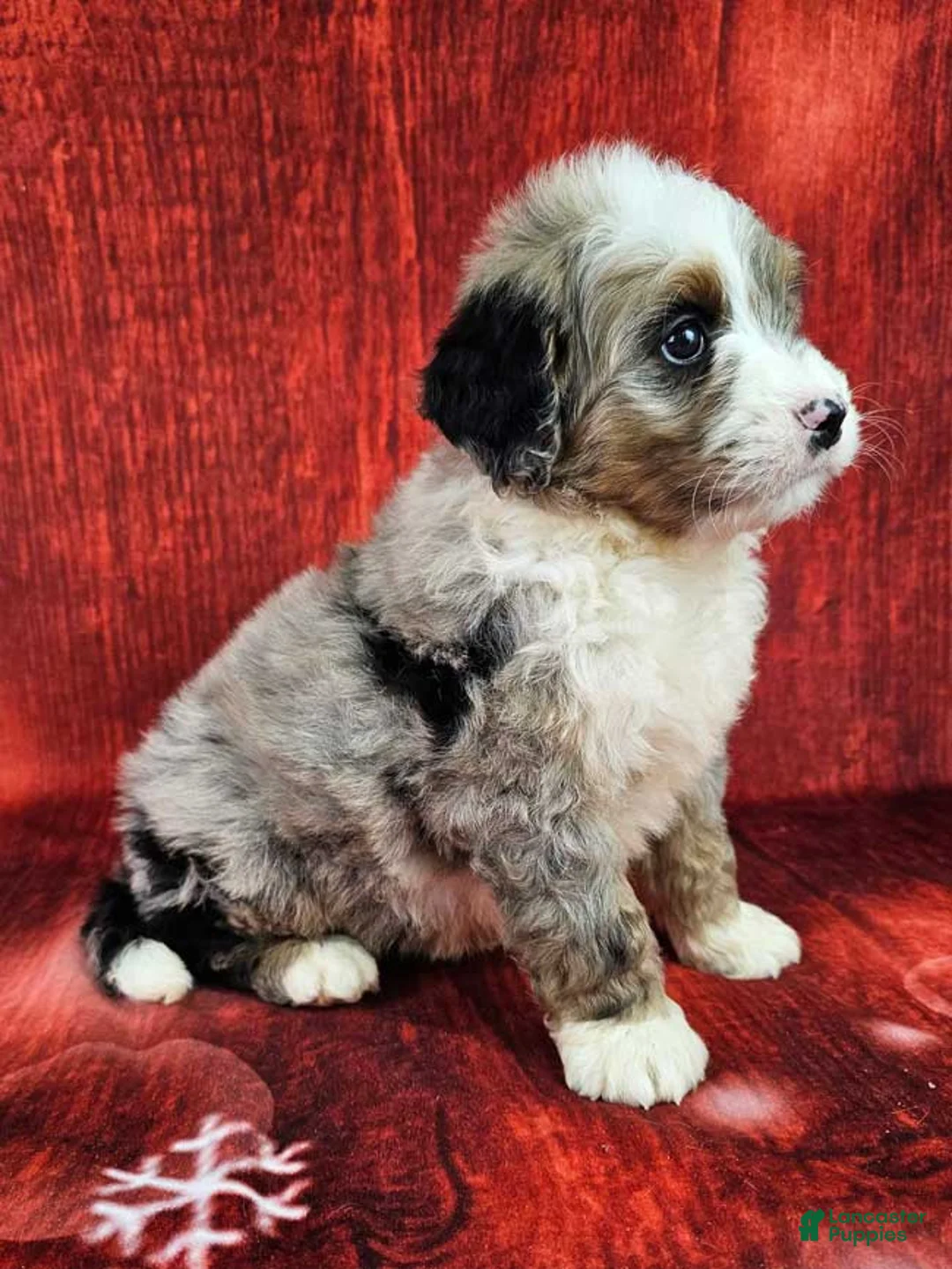 Mini Bernedoodle dogs for sale: Huckleberry - Ad 2