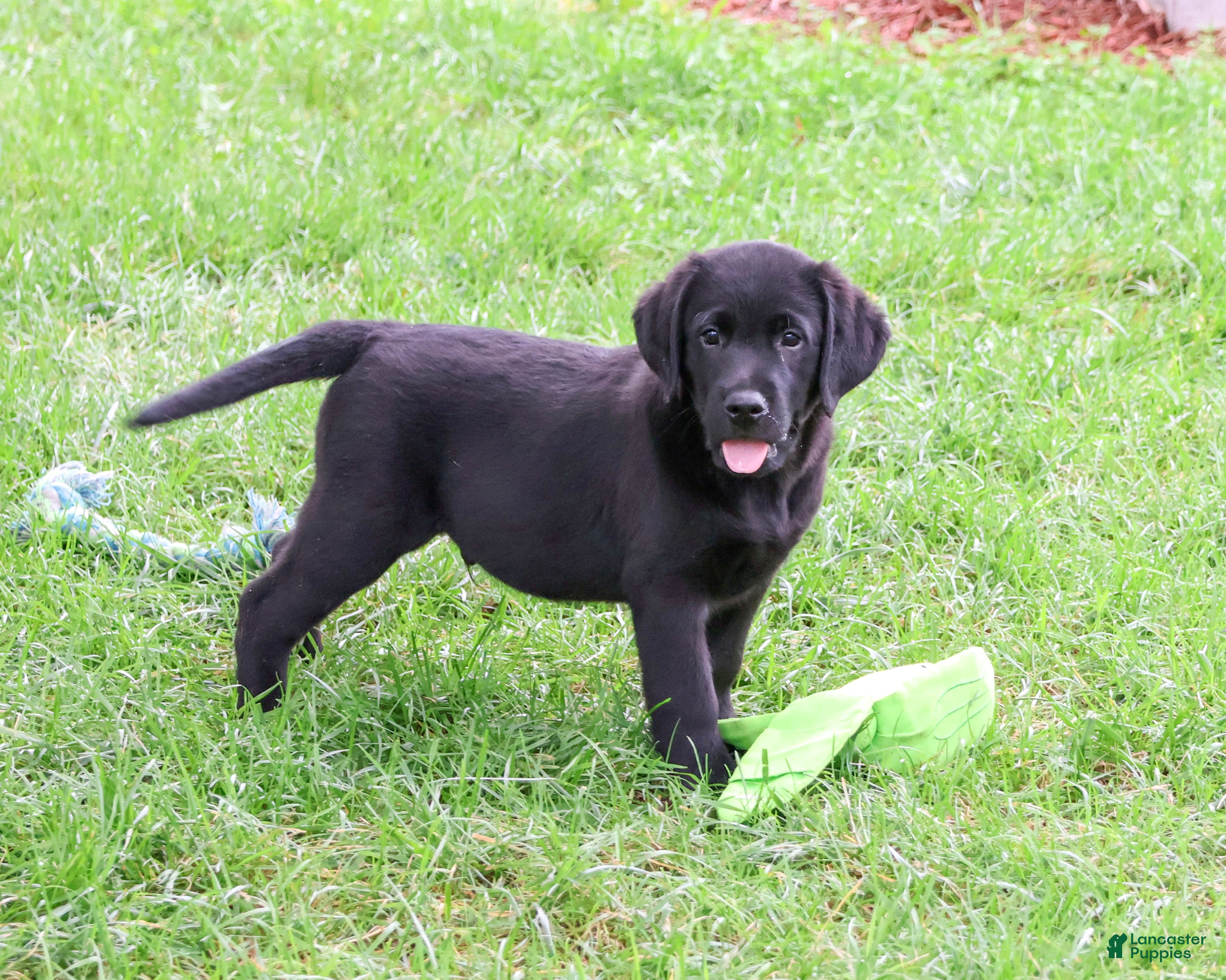 Mario (Labrador, Male) in Syracuse, IN