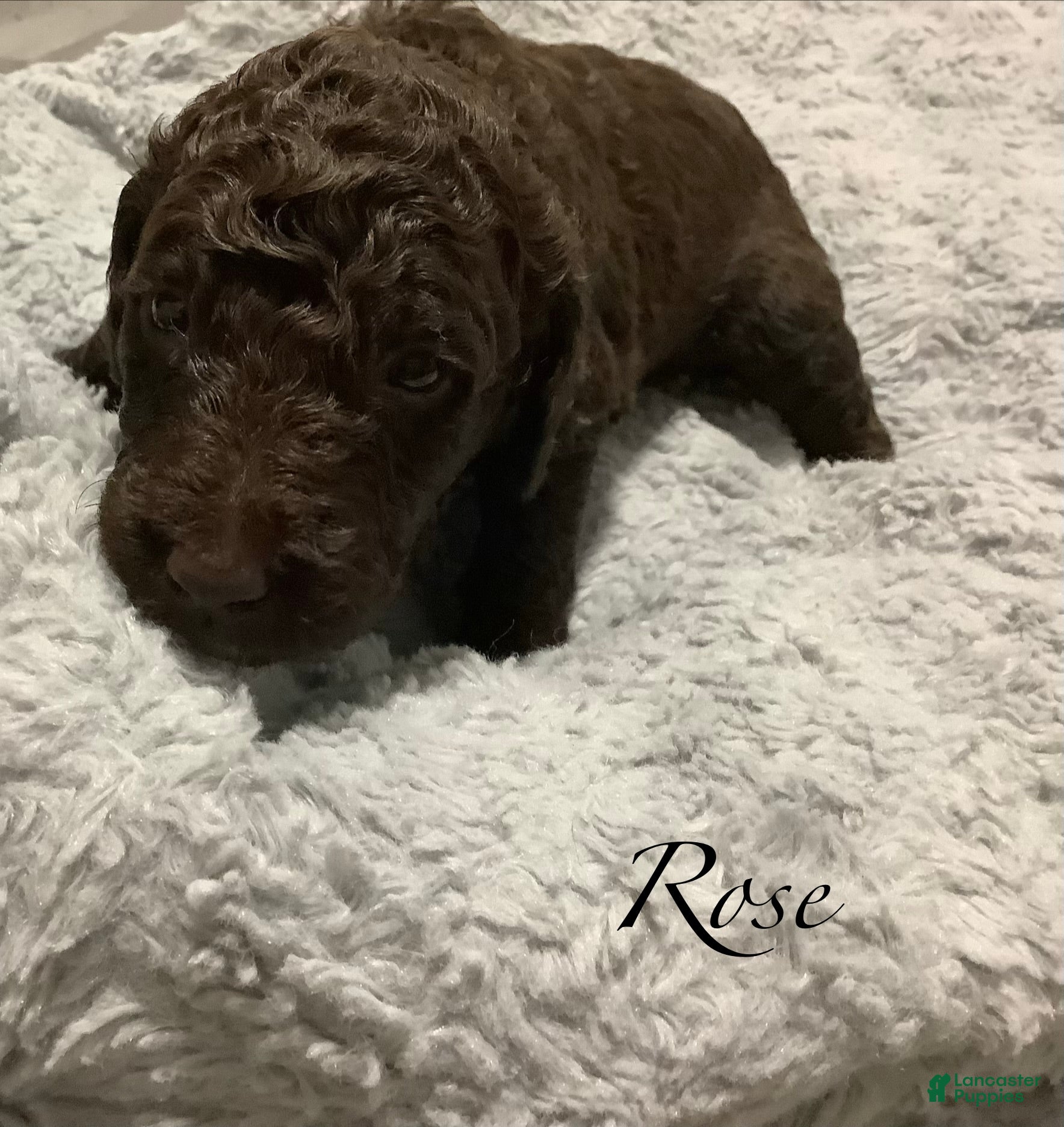 Standard Poodle dogs Standard Poodle Puppy 5 - Ad 1