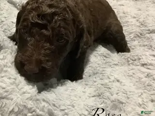 Standard Poodle dogs Standard Poodle Puppy 5 - Ad 35