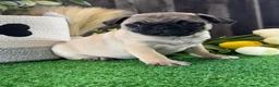 Pug dogs for sale: Princess  - Ad 2