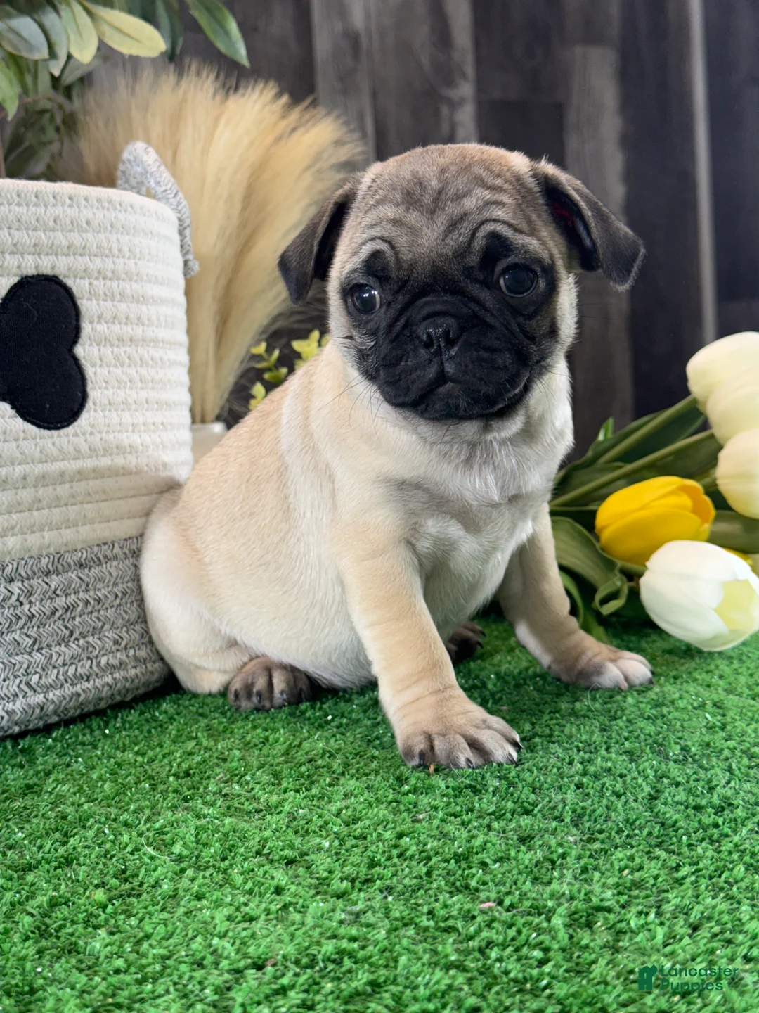Pug dogs for sale: Princess  - Ad 2