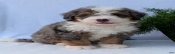 Mini Bernedoodle dogs for sale: Mini Banks  - Ad 7
