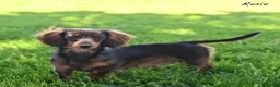 Miniature Dachshund dogs for sale: Copper - Ad 6