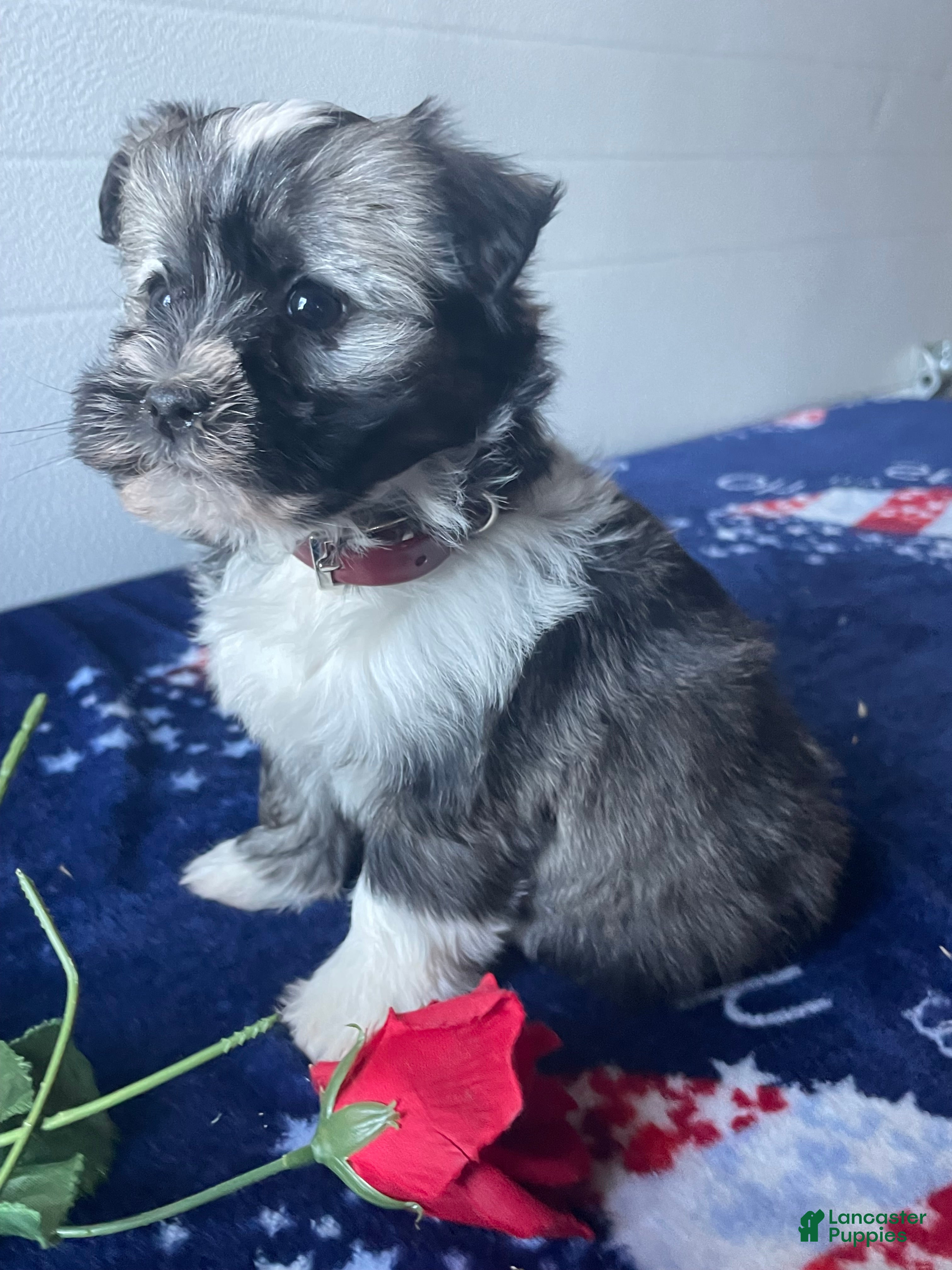 Havanese dogs Ziggy - Ad 27