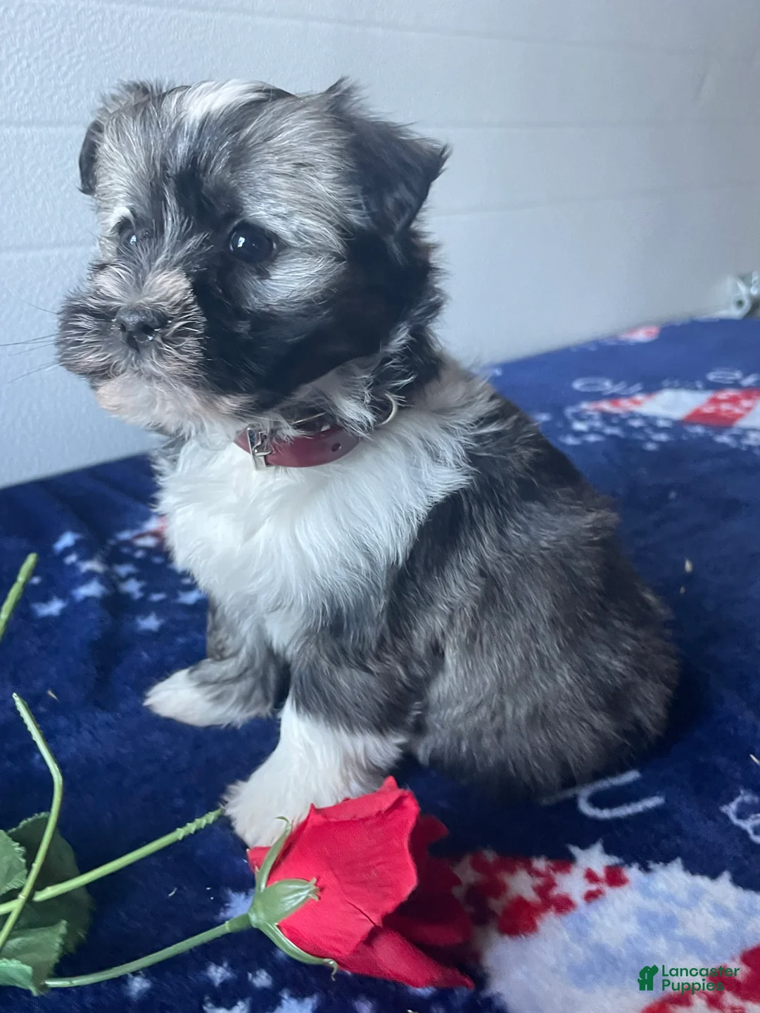 Havanese dogs for sale: Ziggy - Ad 2