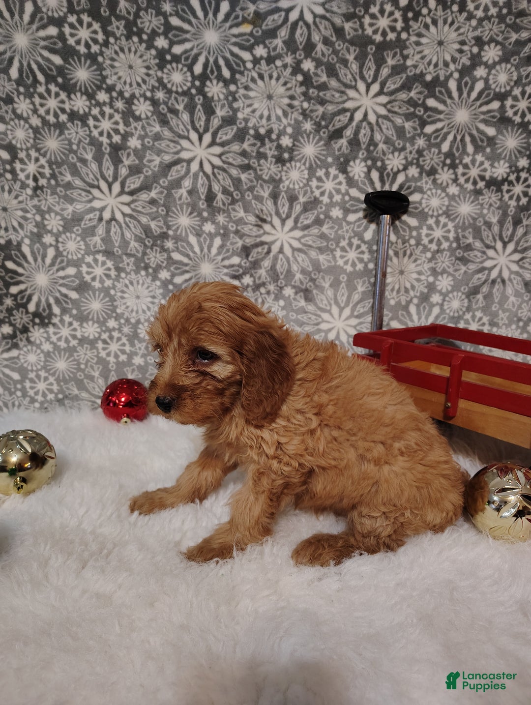 Irish Doodle dogs for sale: Ginger - Ad 5