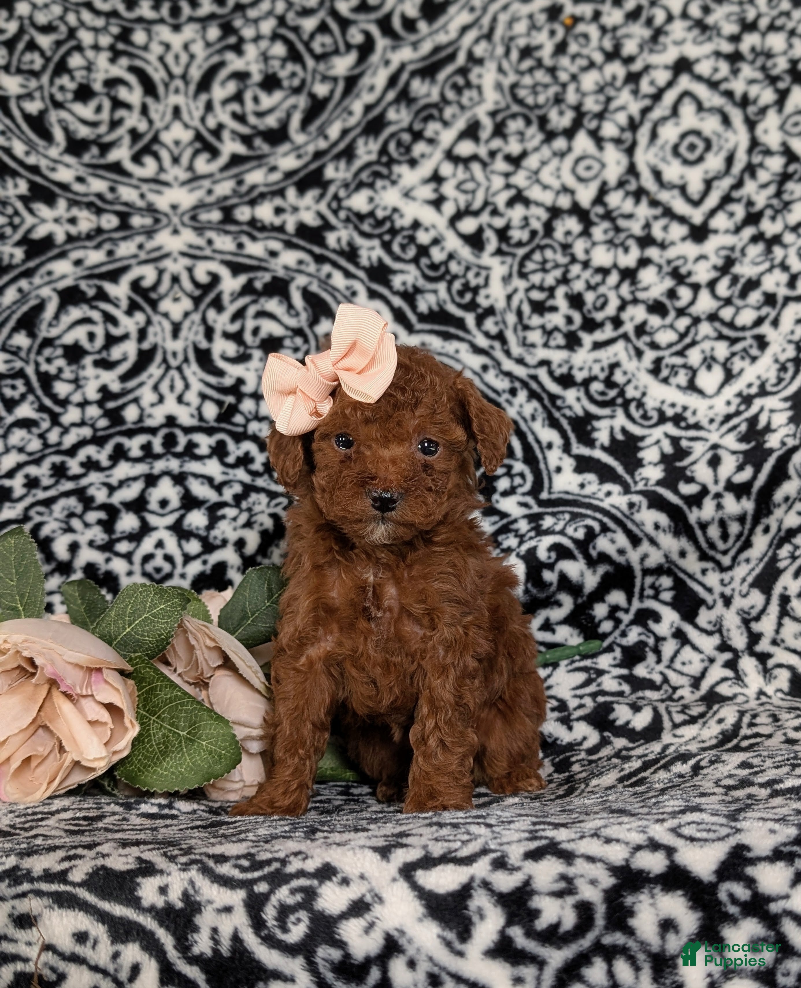 Toy Poodle dogs Ellie - Ad 36