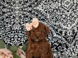 Toy Poodle dogs Ellie - Ad 16