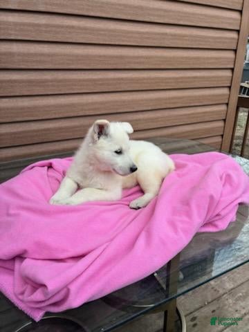 German Shepherd dogs Spring - Ad 5