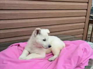 German Shepherd dogs Spring - Ad 3