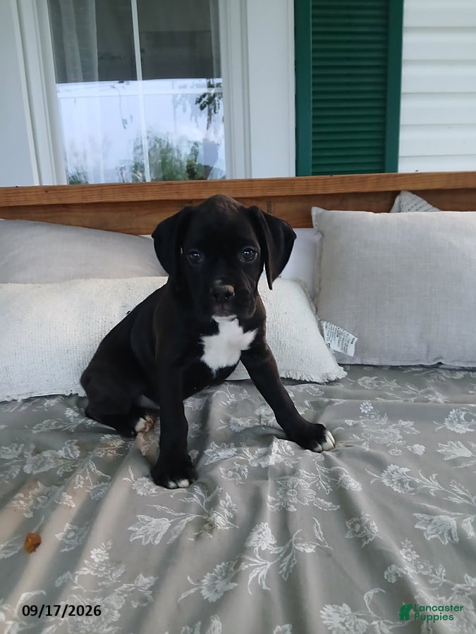 Boxer dogs Fytohe - Ad 1