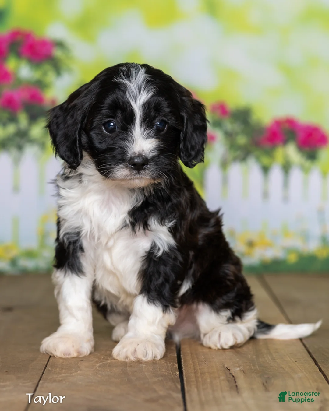 Cavapoo dogs for sale: Taylor - Ad 2