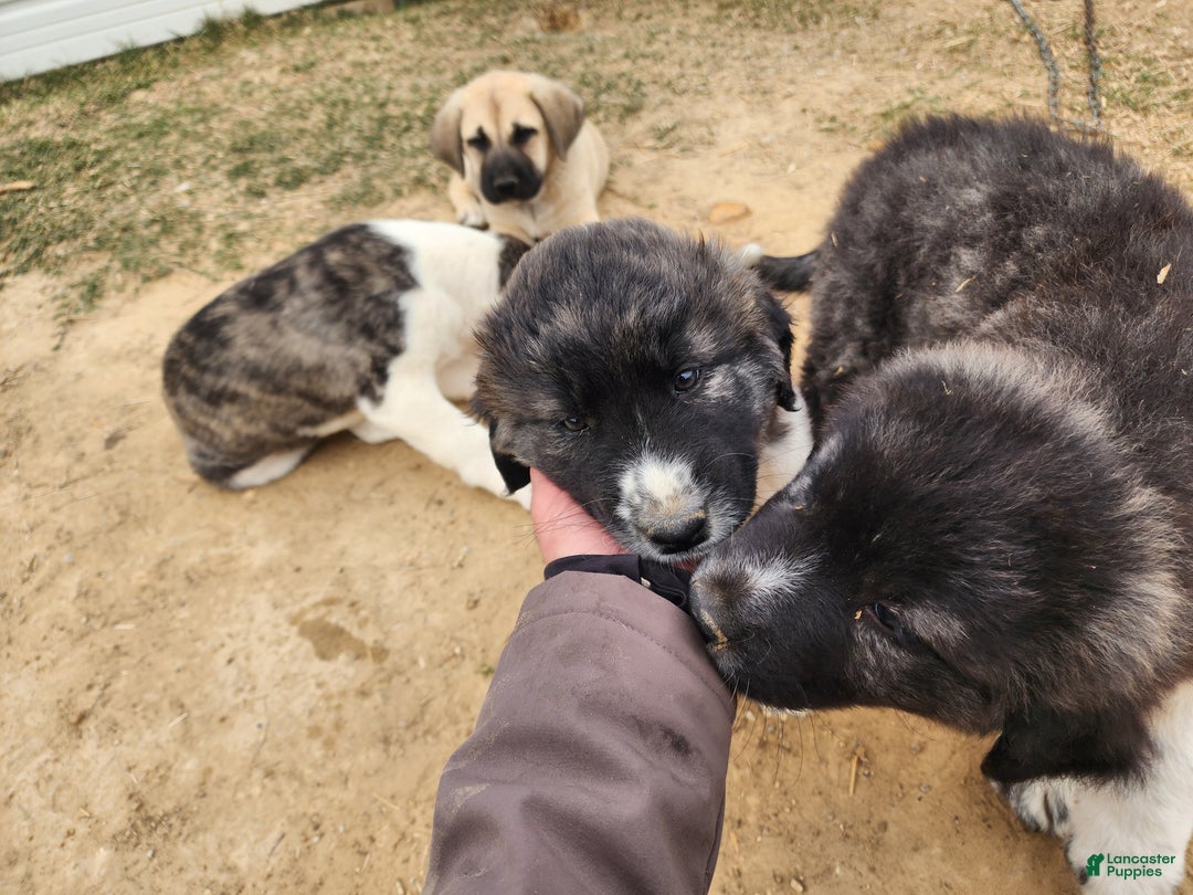 Anatolian Shepherd dogs for sale: Zena 2025 M1 - Ad 11