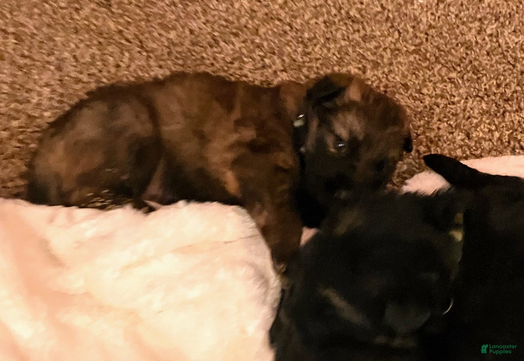 German Shepherd dogs for sale: ♥️SWEET DEZARAY ♥️ - Ad 5