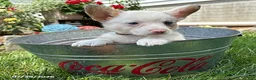 Welsh Corgi Pembroke dogs for sale: Naomi - Ad 3