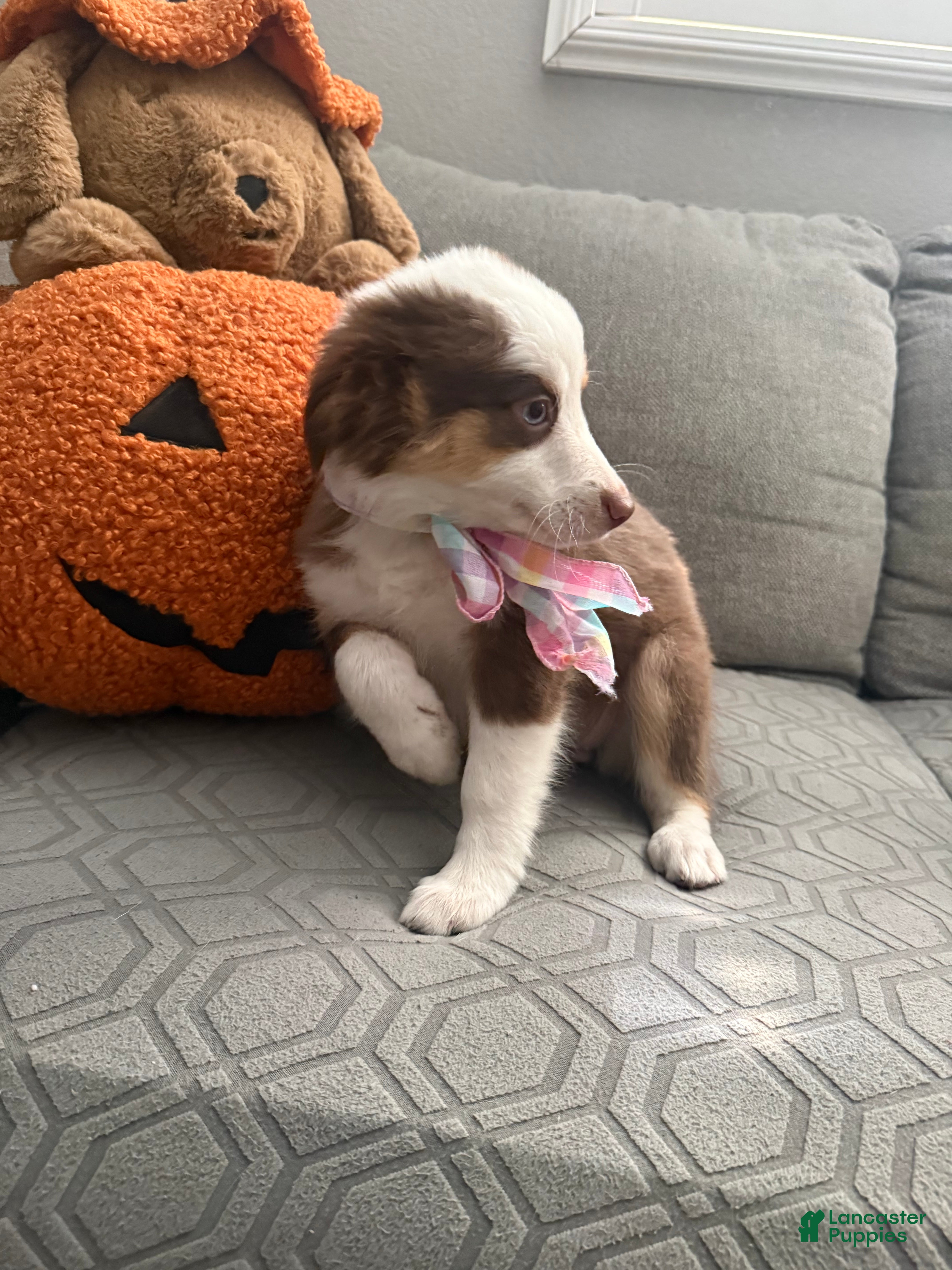 Australian Shepherd dogs Bella - Ad 2