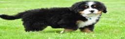 Bernese Mountain Dog dogs for sale: Ronnie - Ad 9