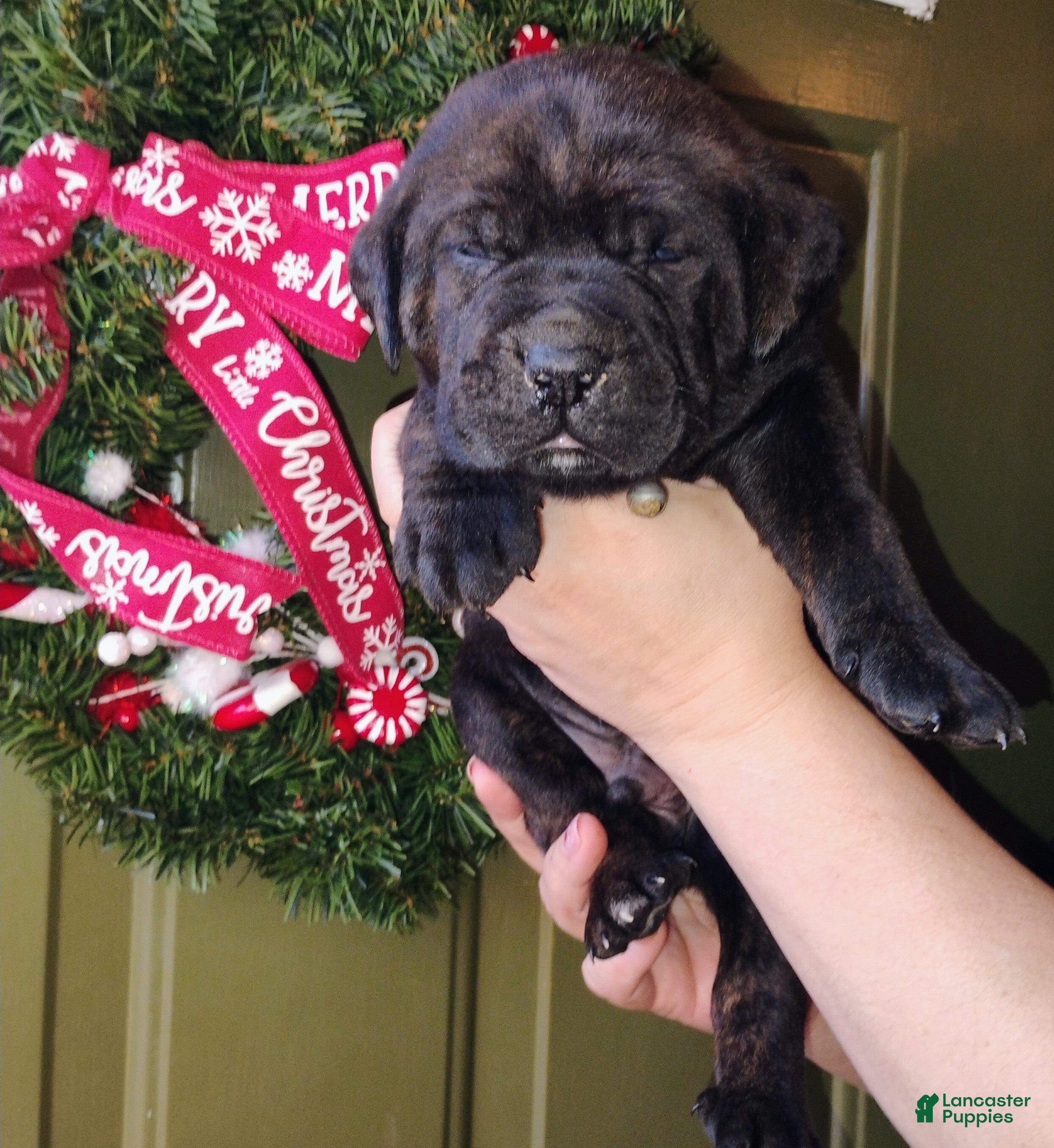 Mixed Breed dogs  Brown collar  - Ad 42